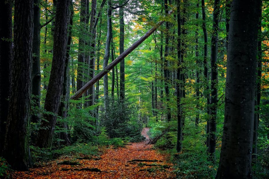 Bosques en barcelona
